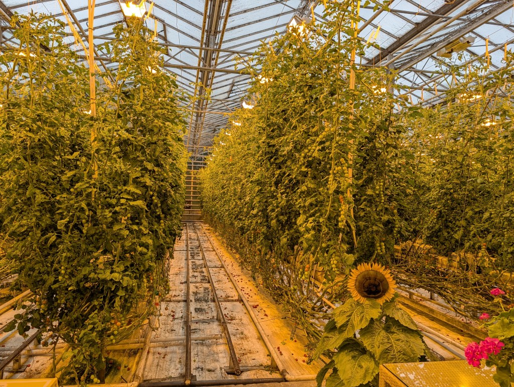 A greenhouse interior filled with tall tomato plants, under artificial lighting. A sunflower and pink flowers are visible in the foreground.