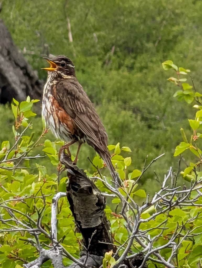 A bird perched on a branch, singing with its beak open, surrounded by green foliage.