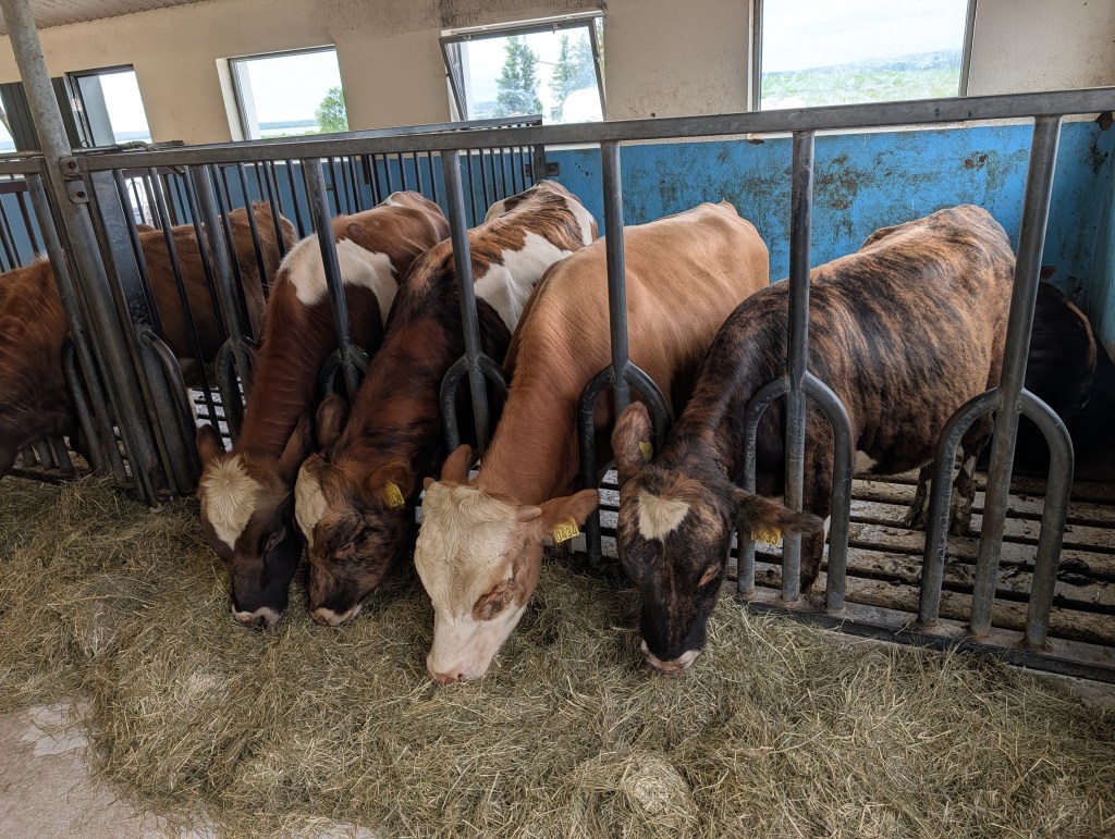 Cows eating hay in a barn, with several animals visible through metal partitions.