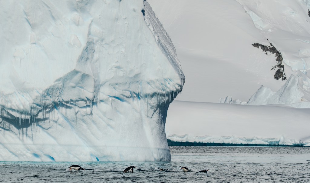 A group of penguins swimming in icy waters near large, majestic icebergs in Antarctica.