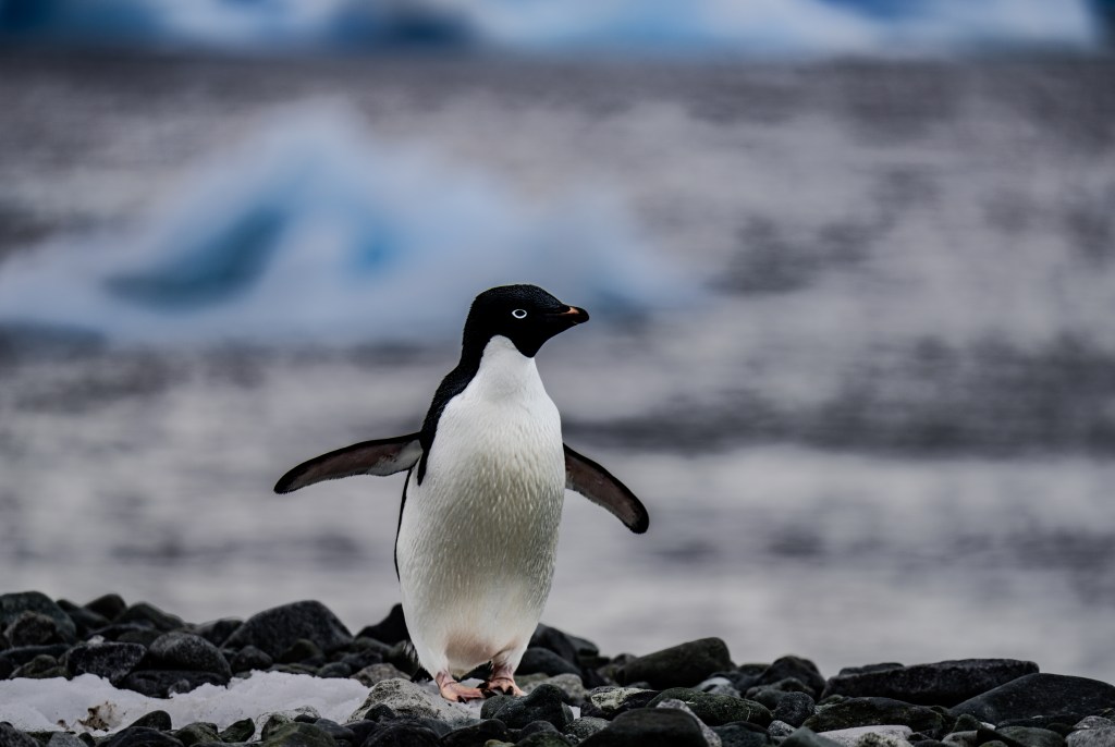 An Adelie penguin standing on rocky terrain with its wings spread, against a blurred background of icy blue tones and water.