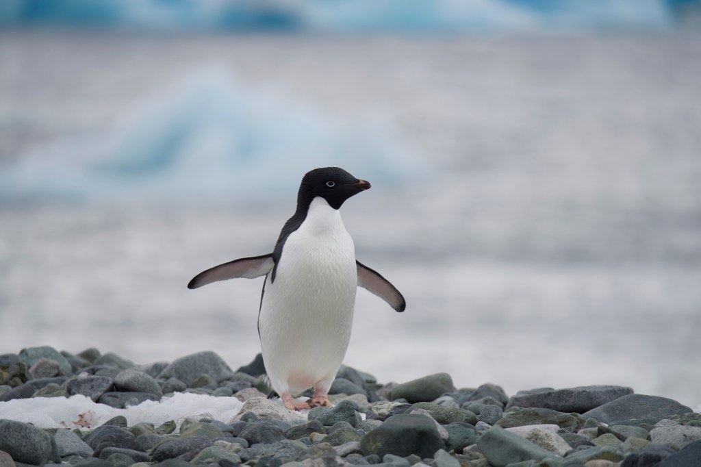 An Adelie penguin standing on a rocky shoreline with a blurred icy background.