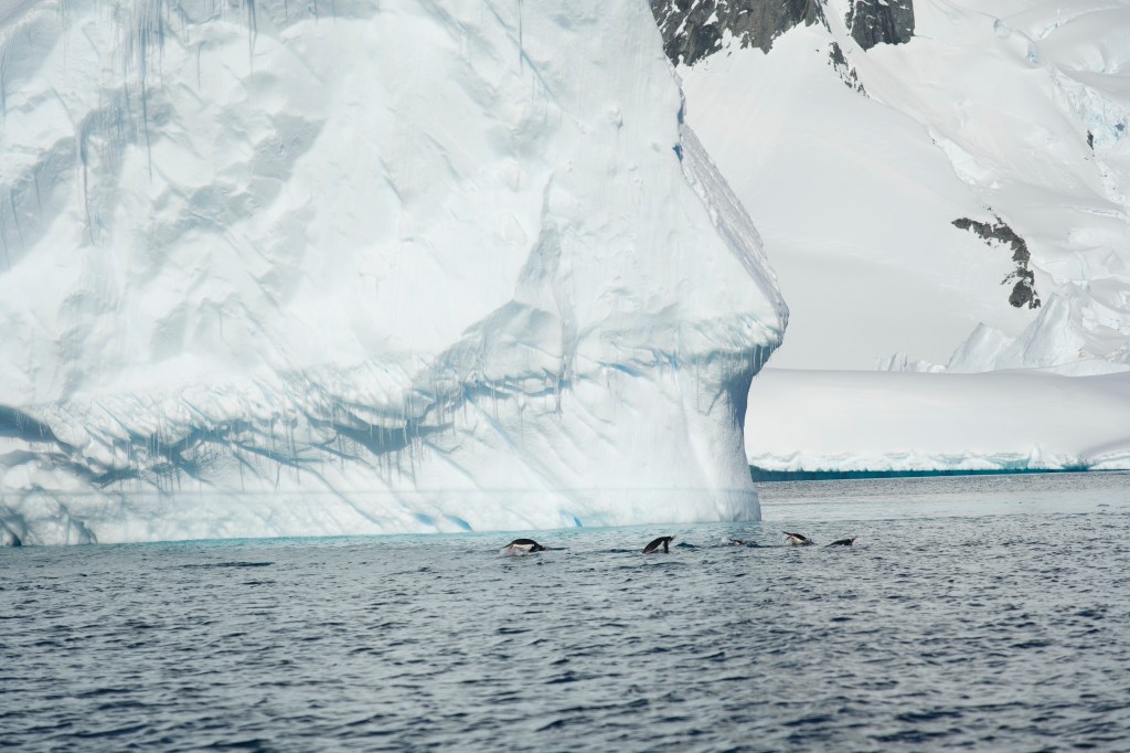 A group of dolphins swimming in icy waters near a large iceberg in a snowy landscape.