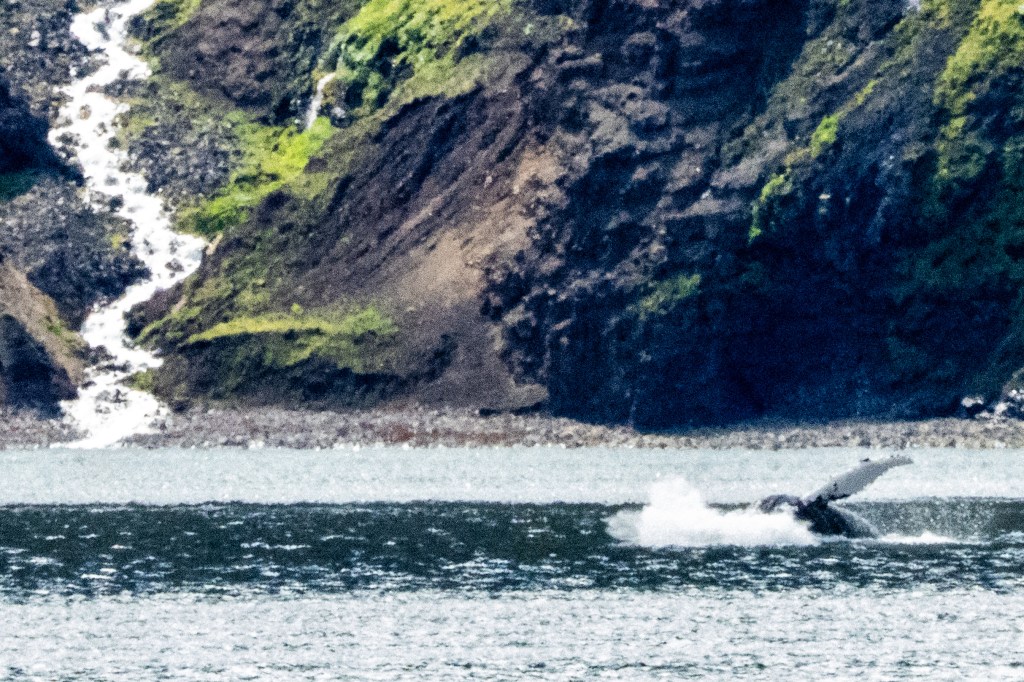 A whale partially breaching in the water near a rocky shoreline with green vegetation and a small waterfall in the background.