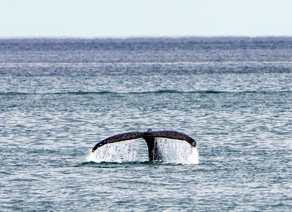A whale's tail emerging from the water, splashing as it dives beneath the surface.