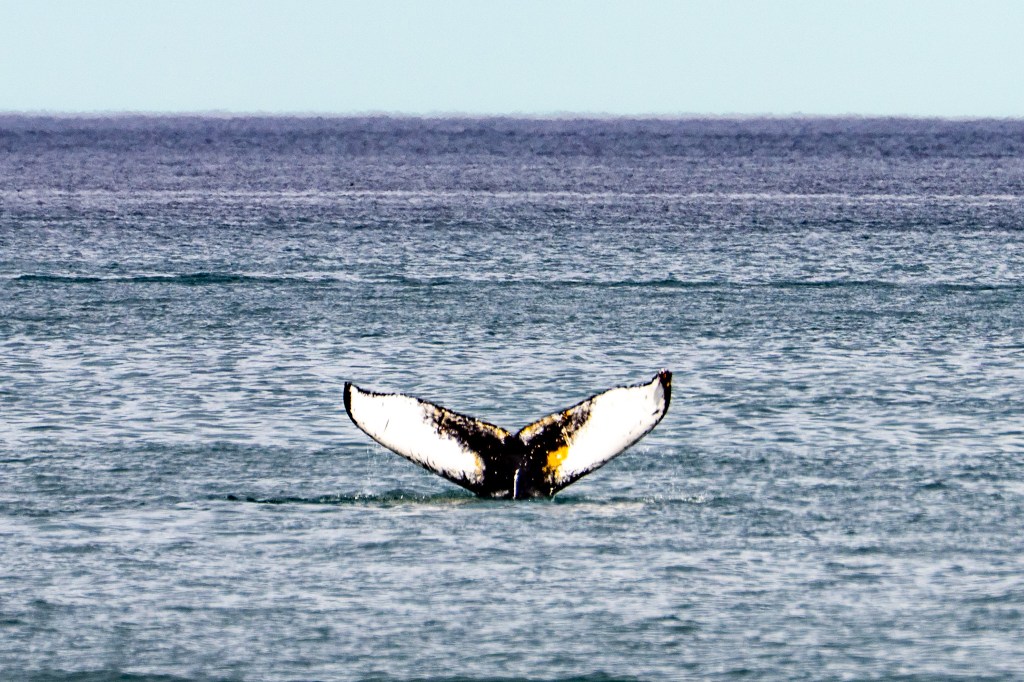 A humpback whale's tail partially submerged in calm ocean waters, with a clear sky in the background.