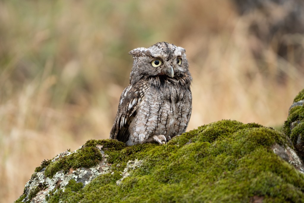 A close-up of a mottled gray owl perched on a moss-covered rock, with a blurred natural background.
