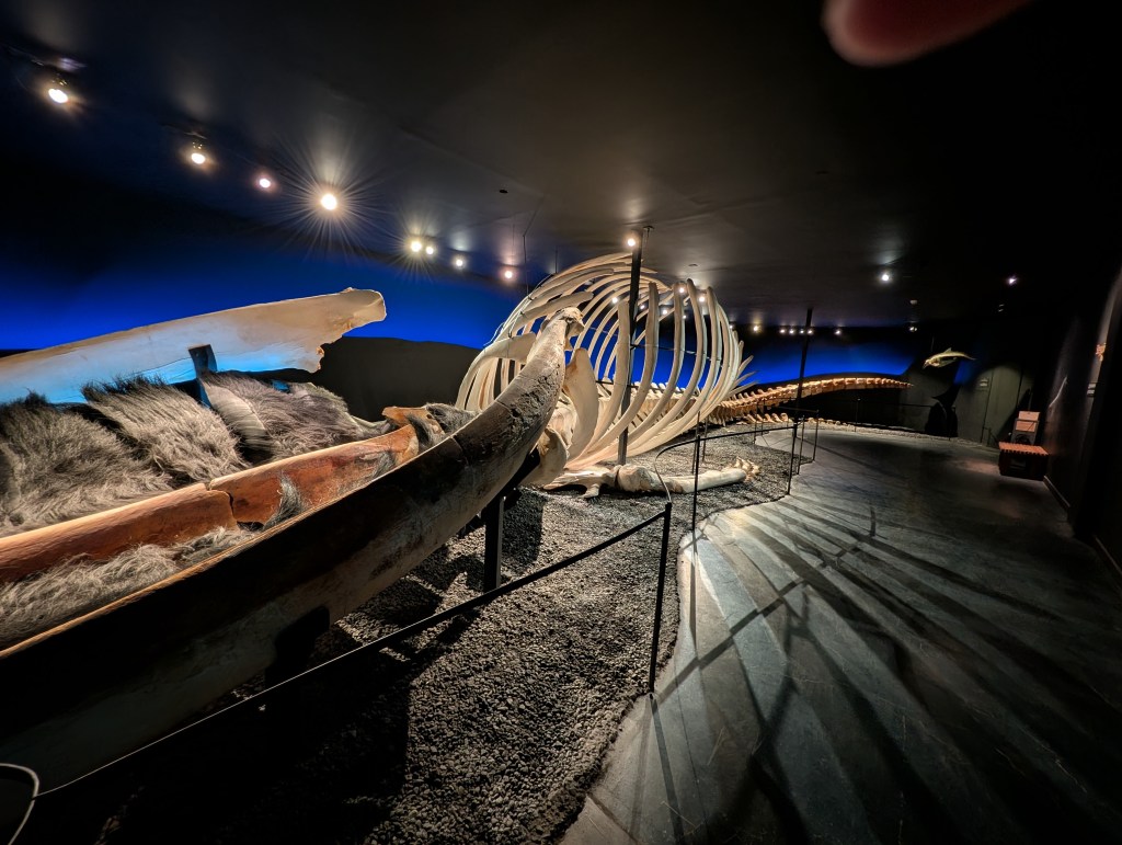 An exhibit displaying a large whale skeleton in a dimly lit room, with modern lighting and a blue backdrop.