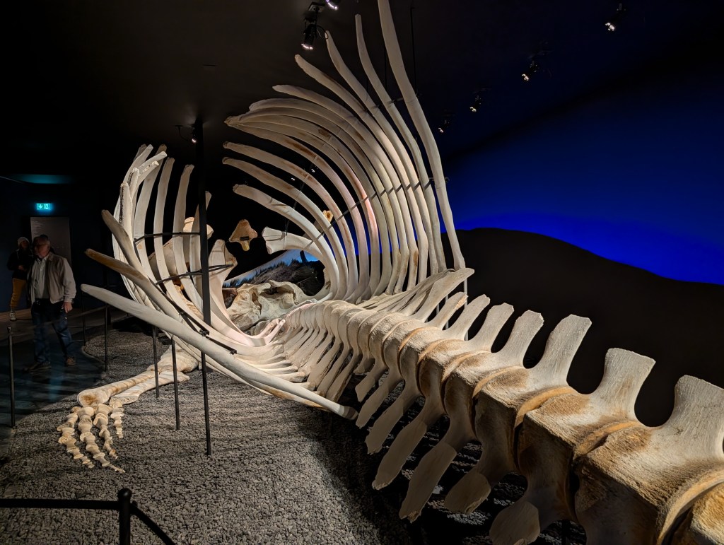 A large whale skeleton on display in a dark exhibition space, with a man walking nearby. The bones are arranged prominently, showcasing the ribcage and vertebrae against a blue background.
