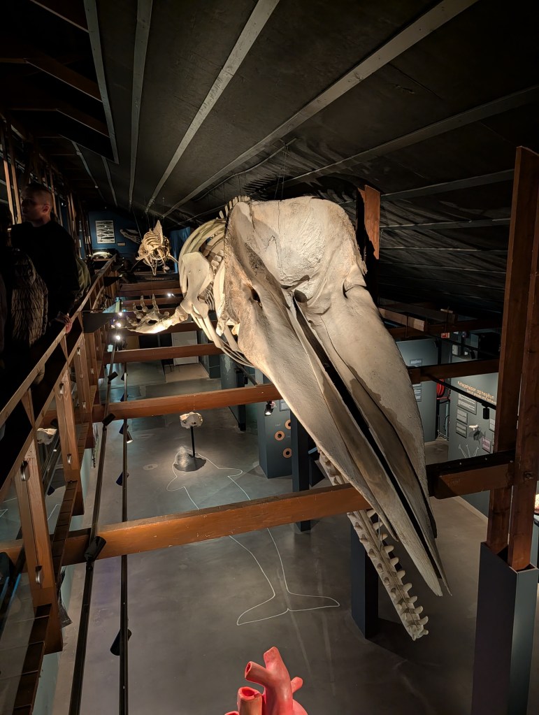 A large whale skeleton suspended from the ceiling in a museum, with displays of marine life in the background and a visitor observing the exhibit.