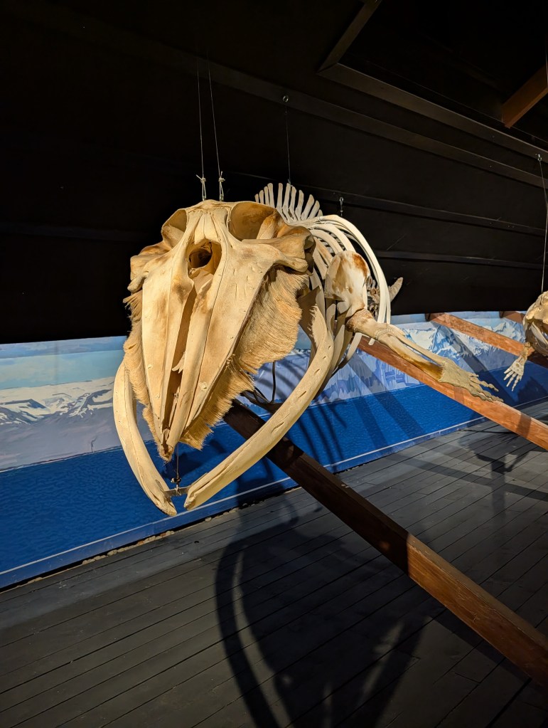 A mounted whale skeleton displayed in a museum, featuring the skull and elongated jaw structure, with a scenic background of mountains and water.