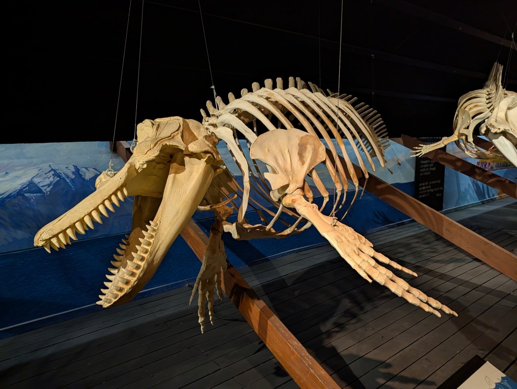 A detailed display of whale skeletons in a museum, showcasing the skull and ribcage structure against a backdrop of ocean and mountains.