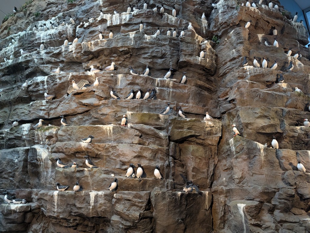 A rocky cliff face populated by numerous birds, with some standing and others sitting on various levels of the rocky texture.