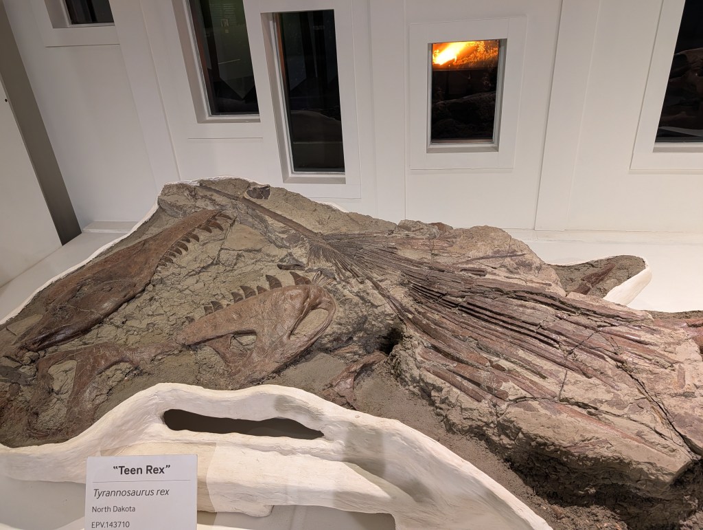 Fossilized remains of a juvenile Tyrannosaurus rex, displayed in a museum setting with a label indicating 'Teen Rex' from North Dakota.