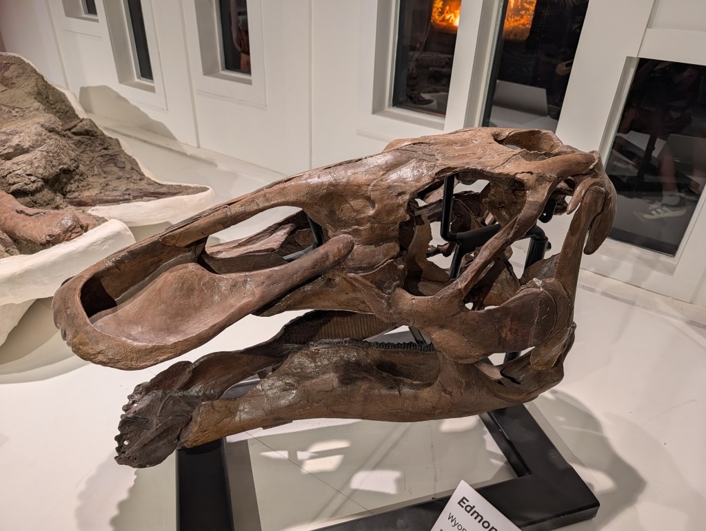 Fossilized skull of a dinosaur displayed in a museum setting, showcasing detailed bone structure and mounted on a black stand.