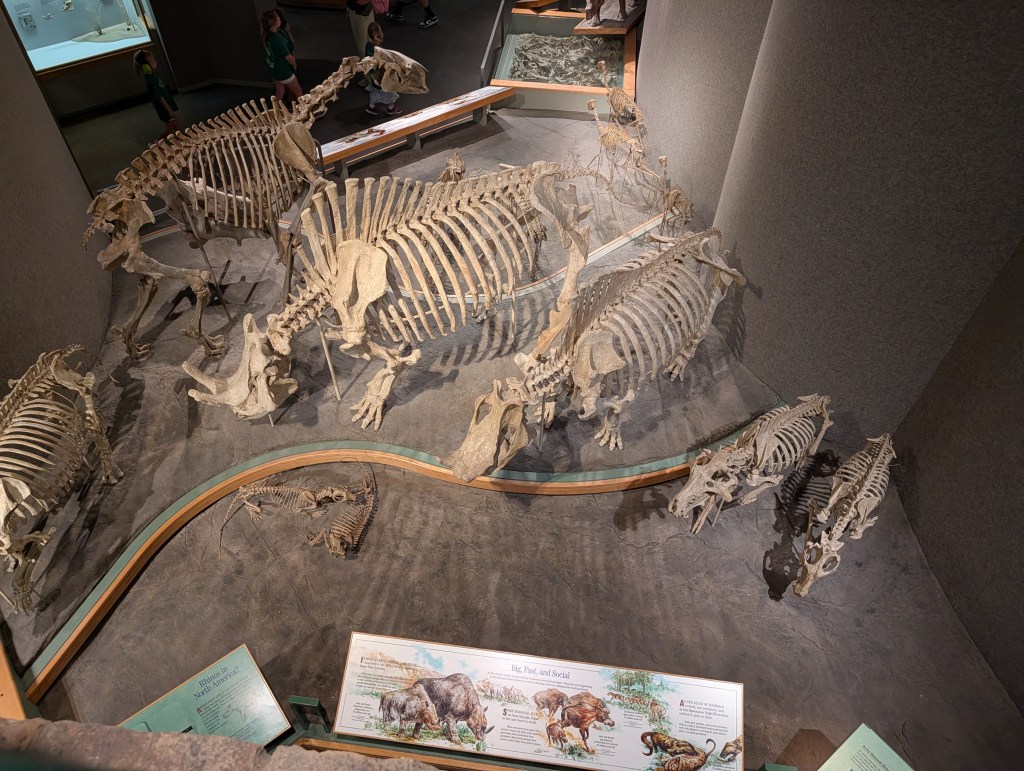 Aerial view of various animal skeletons displayed in a museum, including large and small fossils, with informative signage in the foreground.