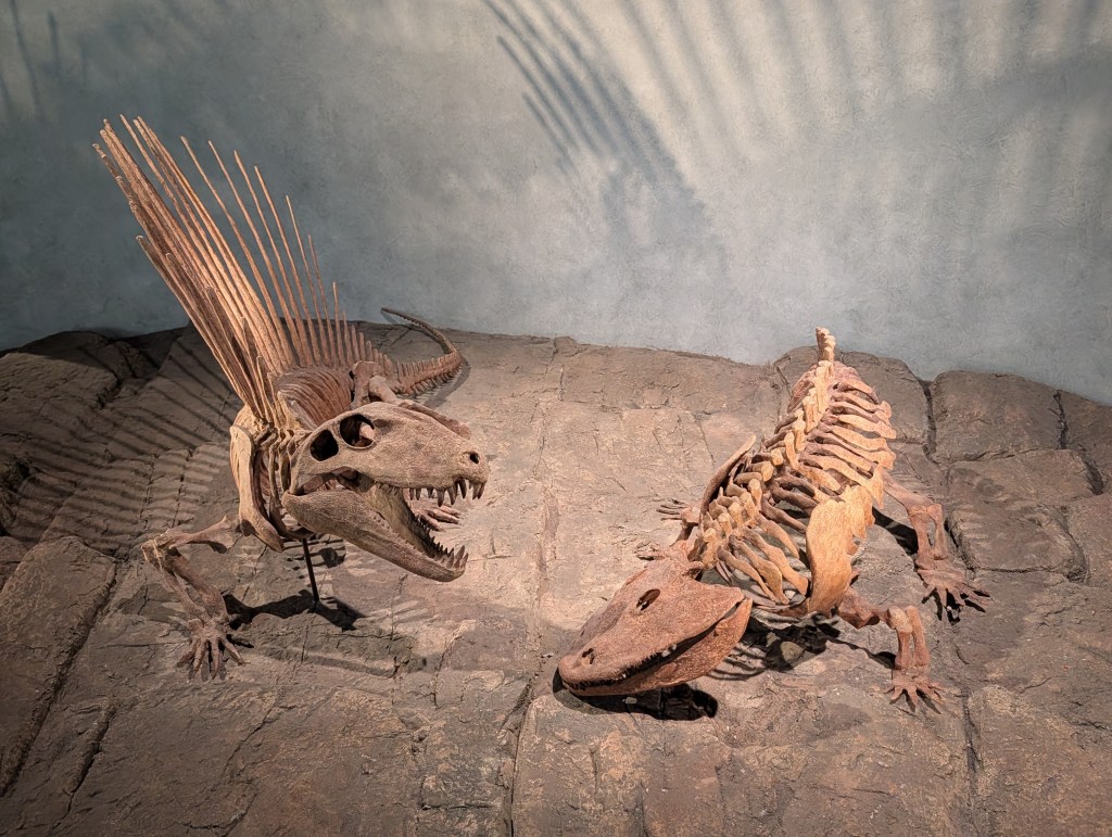 Two dinosaur skeletons displayed on a rocky surface, showcasing the spiny back of one and the rounded body of the other.