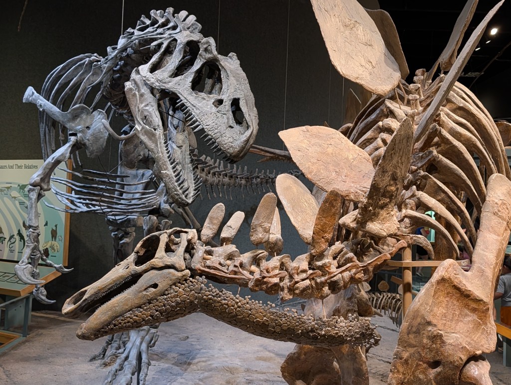 Two large dinosaur skeletons displayed in a museum, featuring a T-rex in the background and a spinosaurid in the foreground.