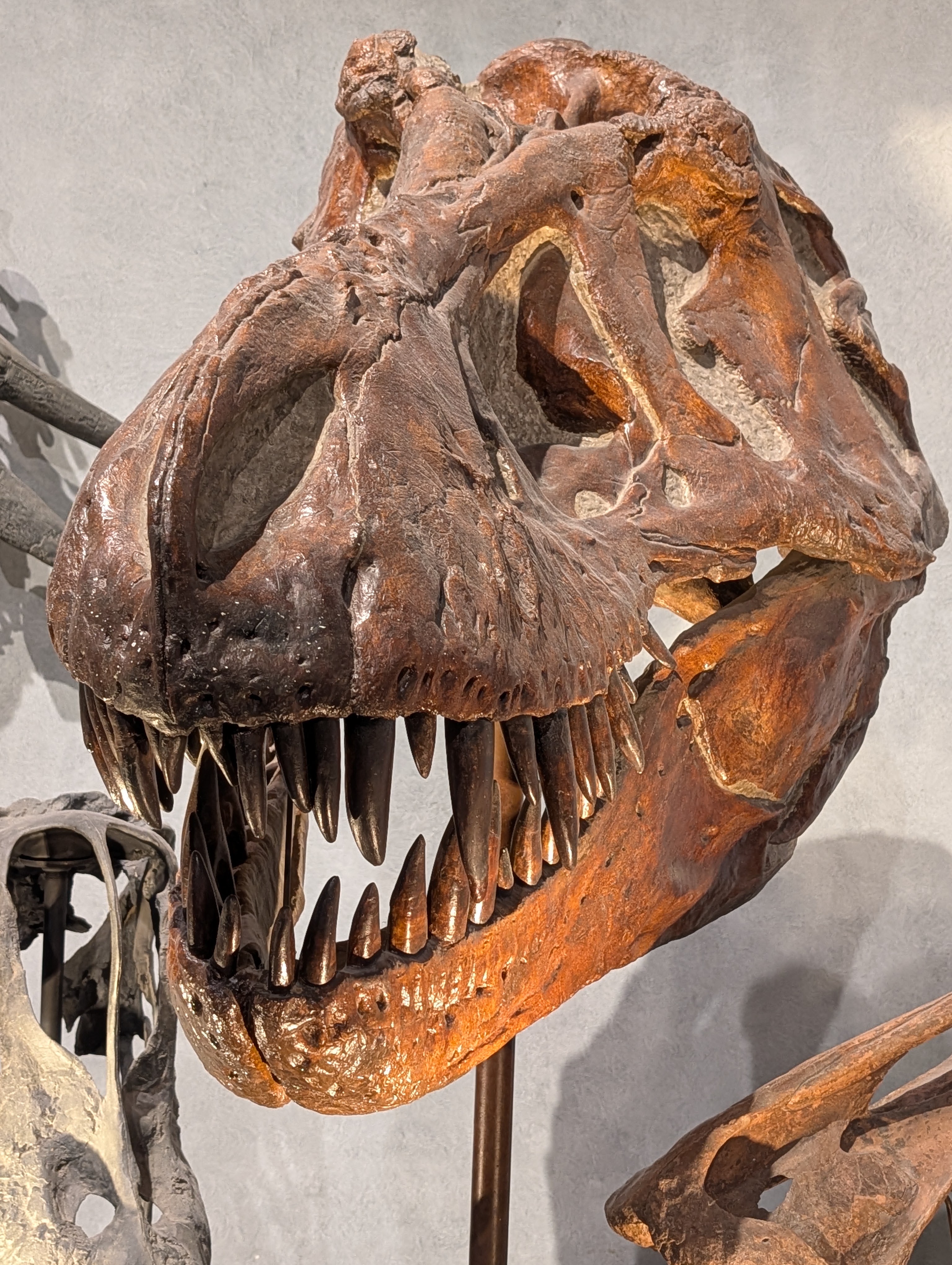Fossilized skull of a Tyrannosaurus rex showcasing large teeth and intricate bone structure.