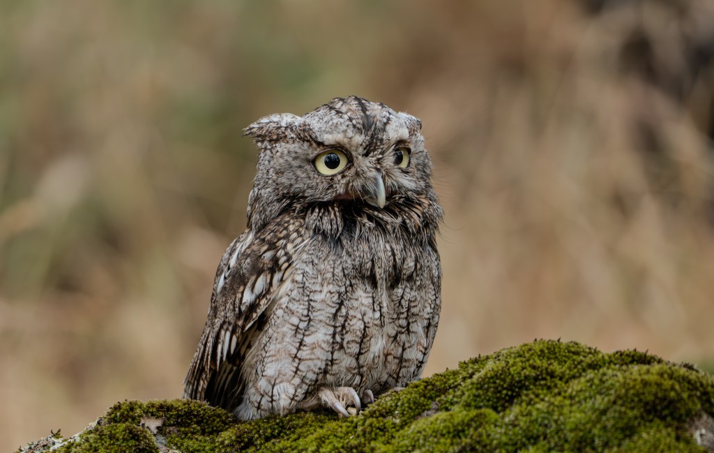 A close-up of a mottled owl perched on a moss-covered rock, surrounded by blurred natural background.